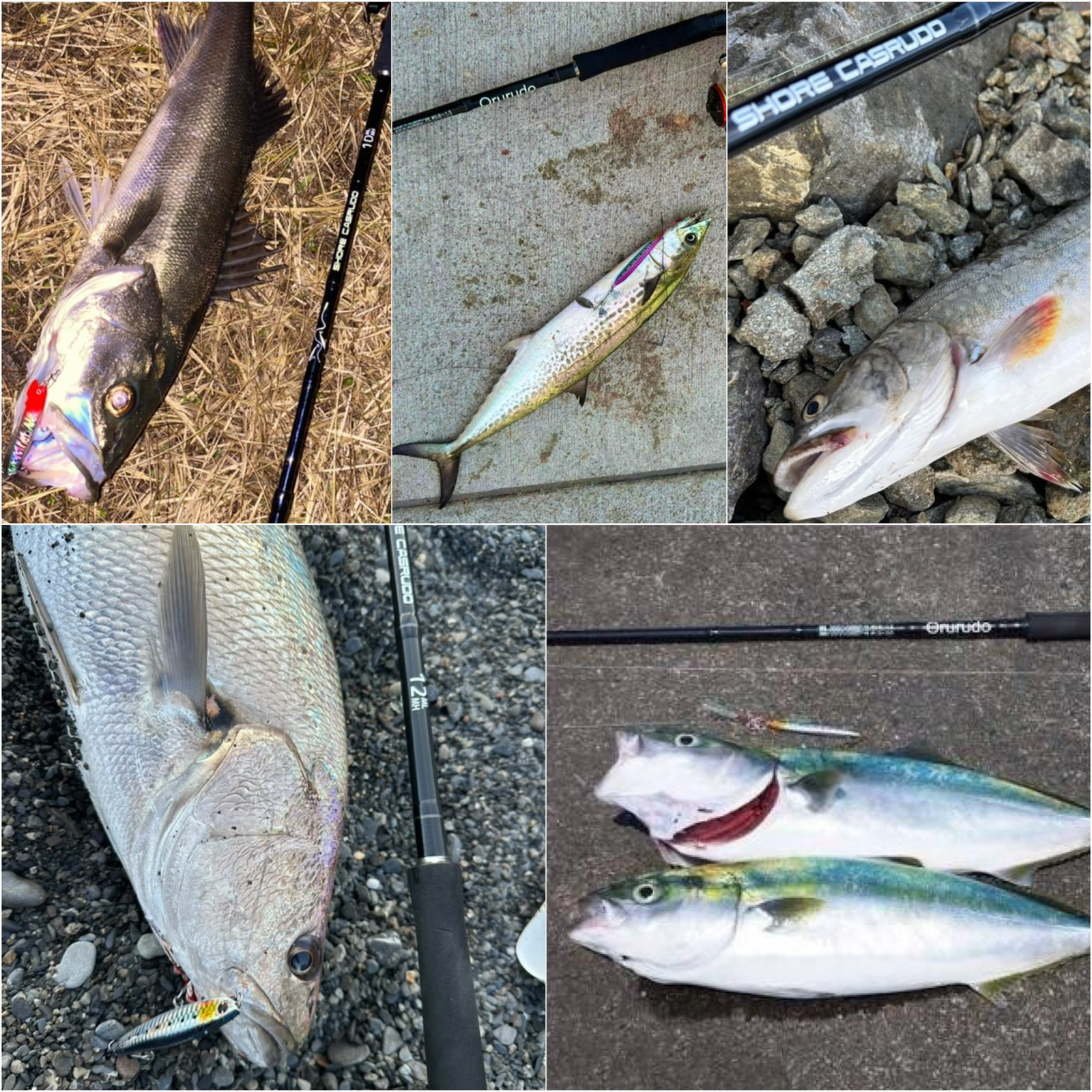 楽天市場】【3/11まで 限定クーポン配布中！エントリーでポイント最大