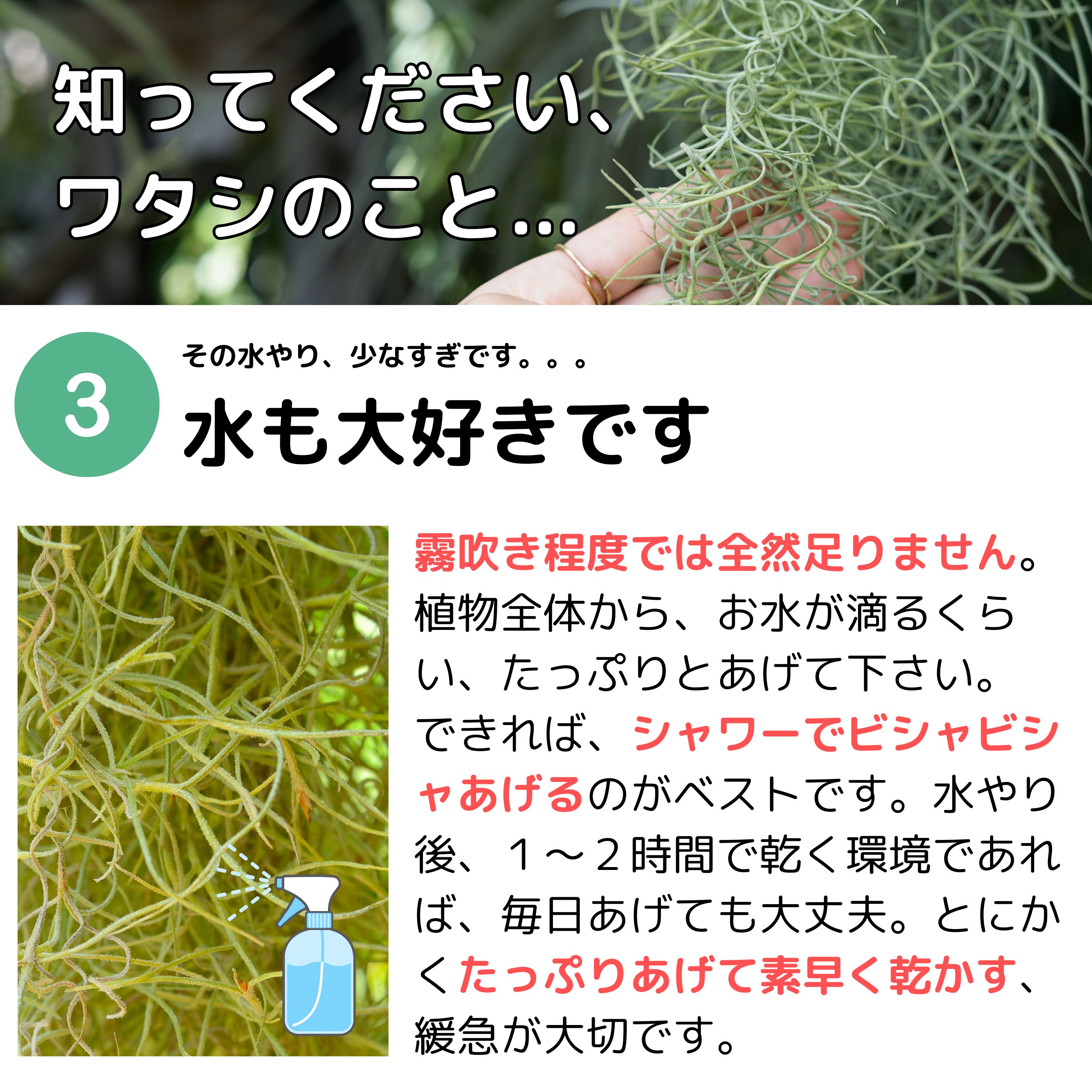 楽天市場】【特大スパニッシュモス】 大ボリューム約150g！ チランジア