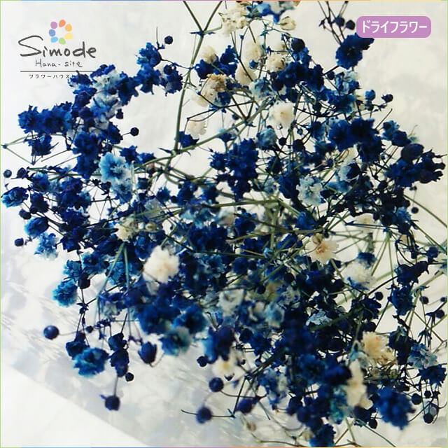 biidoro.0708様◇【ドライフラワー】かすみ草の蕾 着色（824） biidoro