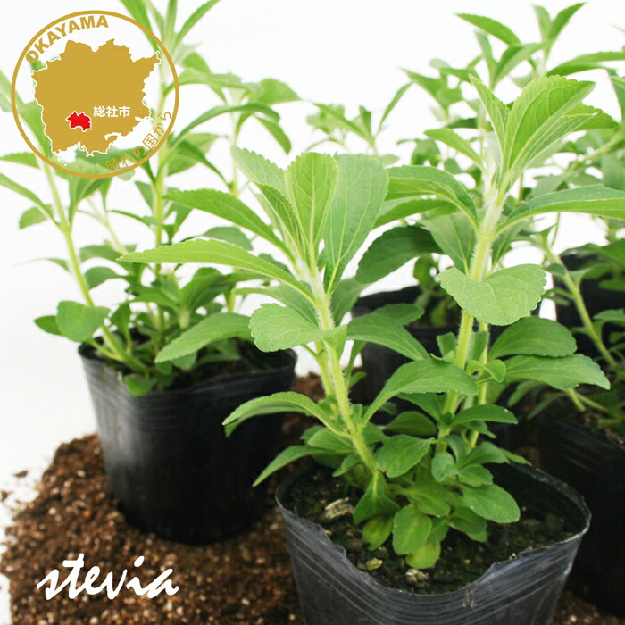 楽天市場】スイートハーブ ステビア ハーブ苗 6ポットセット 3号ポット