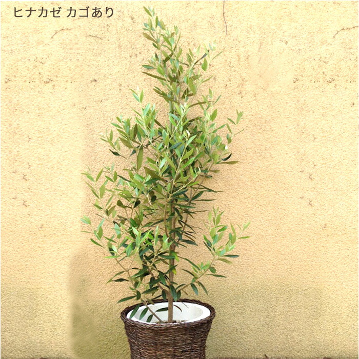 オリーブの木 コラチナ 盆栽風 8号 約50cm 現品販売 オリーブの木