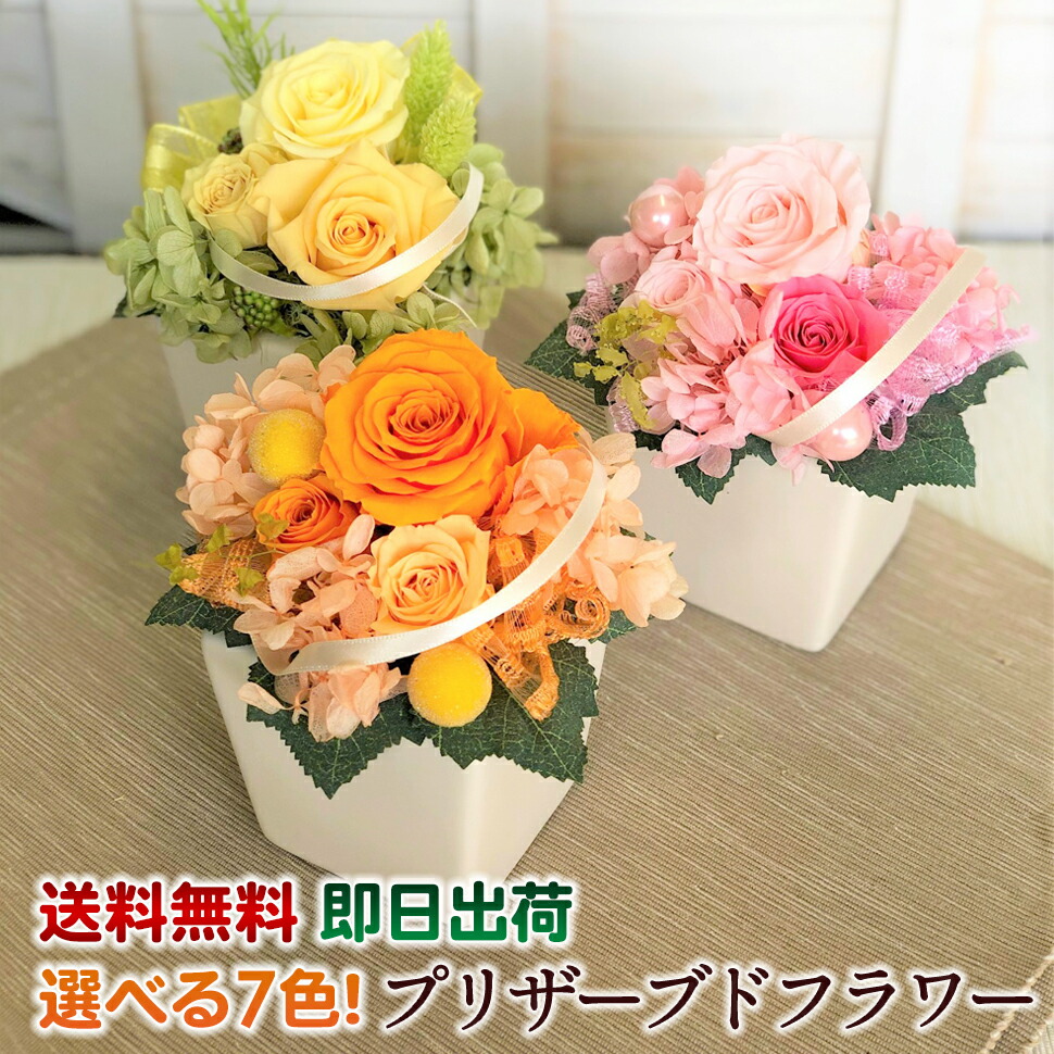 楽天市場】ニシキギ コンパクタ 3号ポット世界三大紅葉樹のひとつです