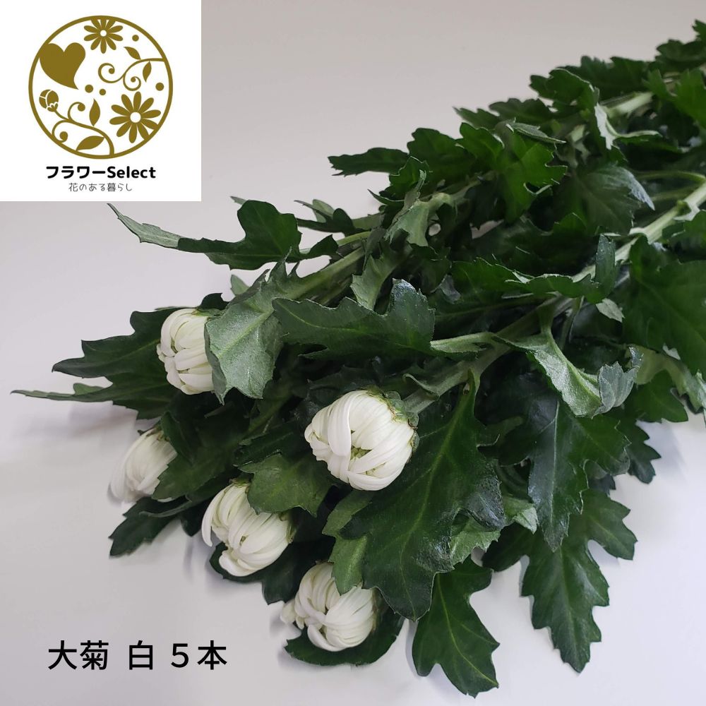 楽天市場】今週の切り花セット お任せ 20〜30本 5〜7種類 生花 大特価