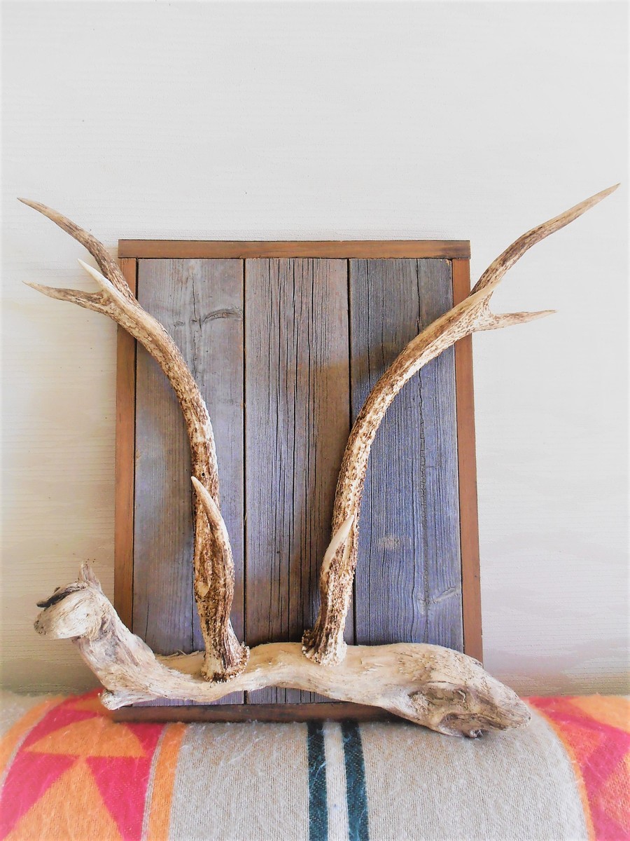 楽天市場】天然 ハンティングトロフィー （現品）鹿の角（45cm