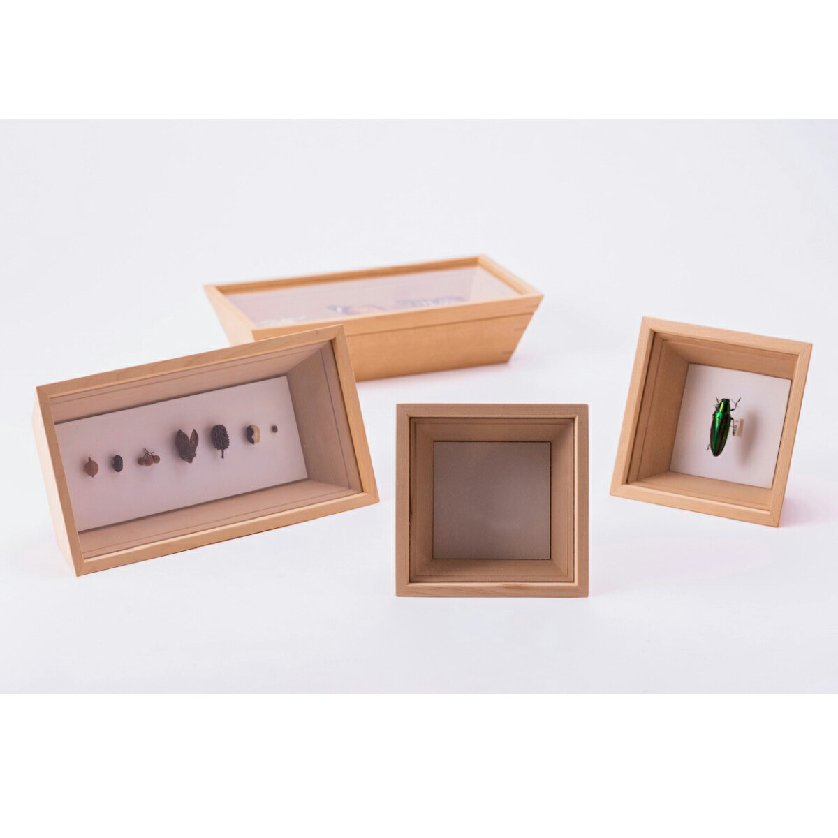 楽天市場】【クーポン対象 3/11 10:59まで】 コレクションボックス