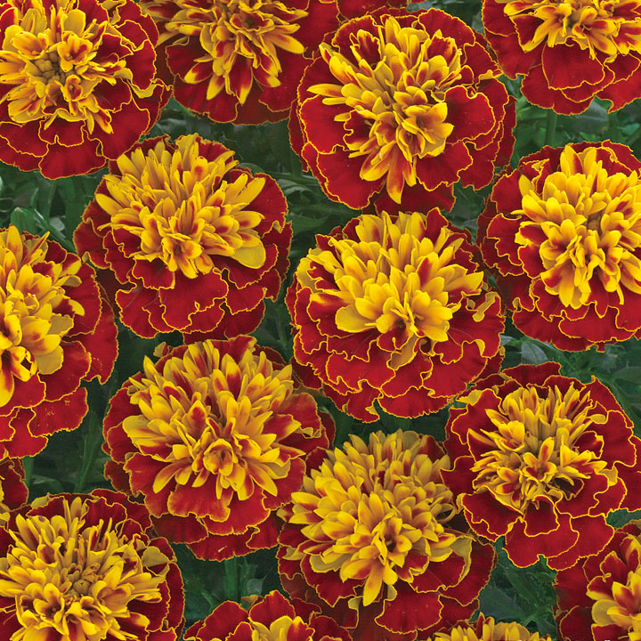 楽天市場】花 種 フレンチマリ ホットパックスプレー タキイ種苗 プロ