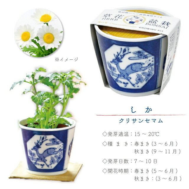 楽天市場】栽培セット 栽培キット 聖新陶芸 染付小紋 草花 BONSAI 染付