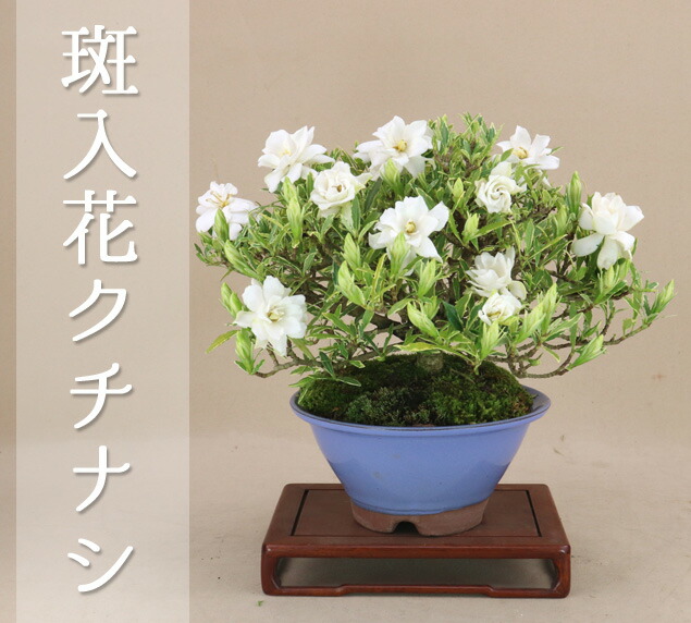 楽天市場】斑入花クチナシ 八重咲 小品サイズ（陣笠丸5号）育て方説明