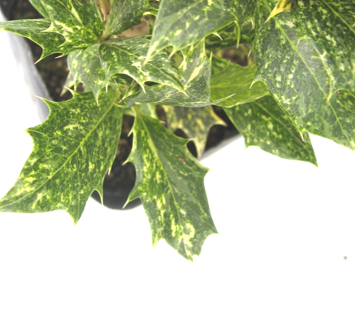 楽天市場】五色ヒイラギ 高さ約30cm 15cm（5号）ポット入り