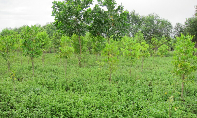 楽天市場】ベトナム産高級栽培沈香 100g量り売り【中高ランク】沈水