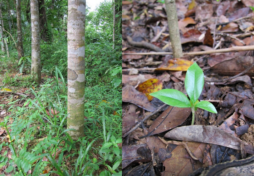 楽天市場】楽天スーパーSALE 沈香 ベトナム産高級栽培沈香【訳あり中高
