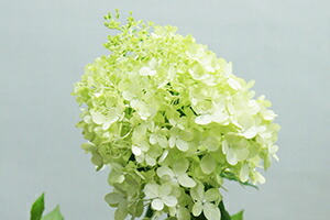 楽天市場】父の日 2026 アジサイ あじさい 紫陽花 【 ピラミッド