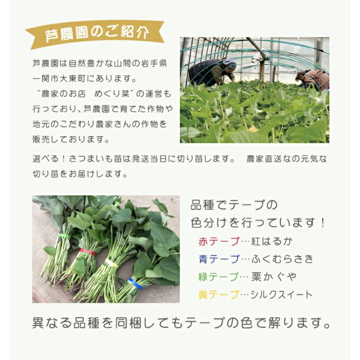 楽天市場】予約商品）令和8年産予約開始！【消毒済】選べる