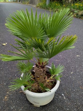 楽天市場】チャメロプスの通販