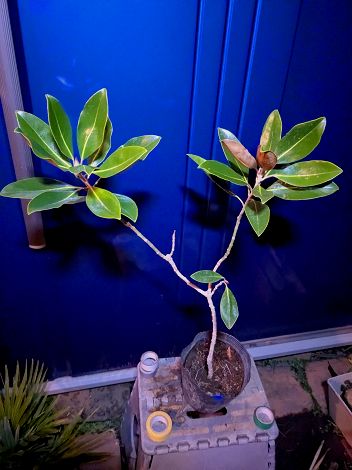 楽天市場】タイサンボク リトルジェムの通販