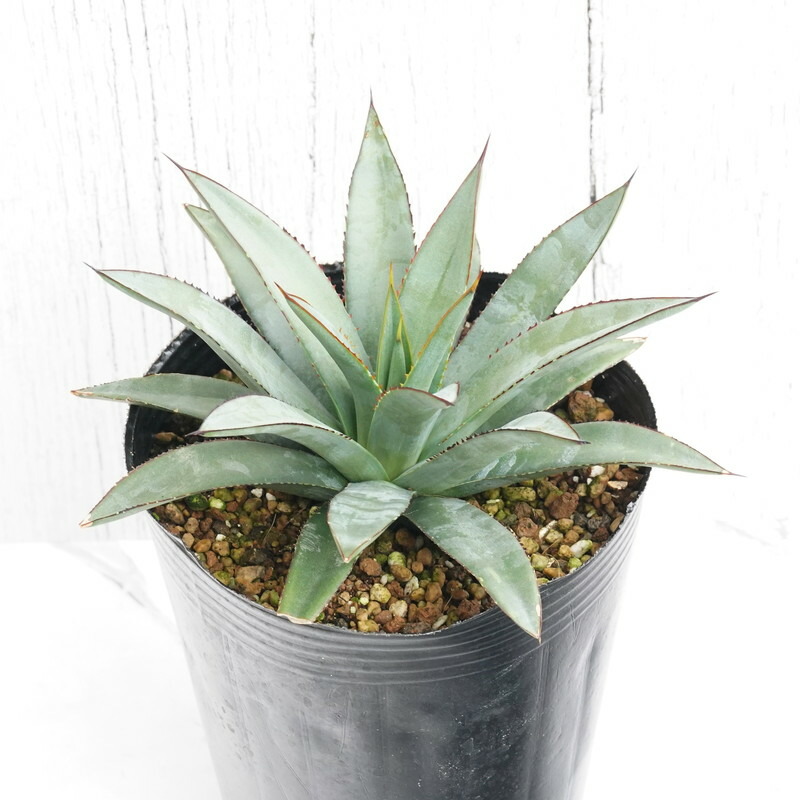 楽天市場】アガベ「ブルー・エンペラー」 4号ロングポット : 四国