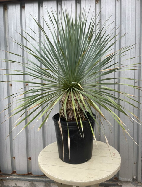 楽天市場】ユッカ ロストラータ（高さ（植物）71 ～ 130.9cm）の通販