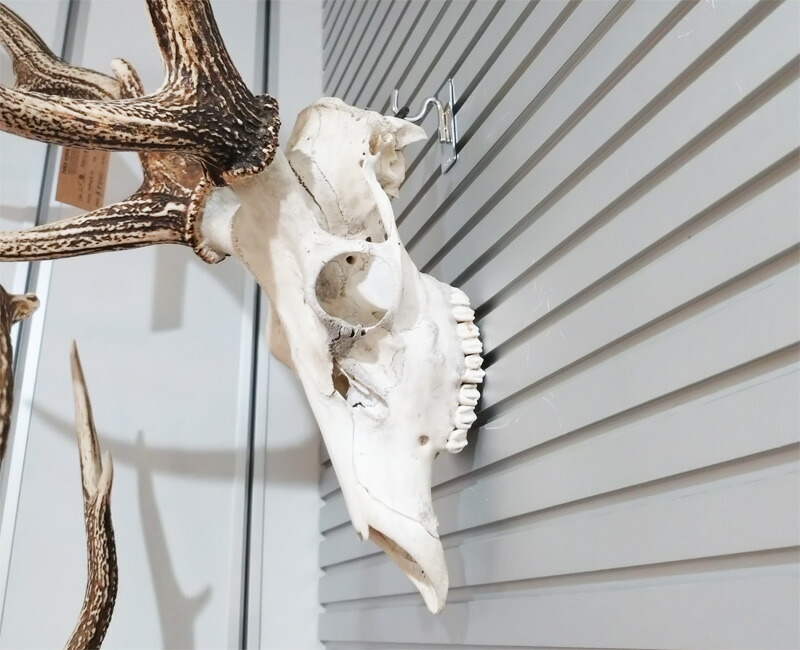 楽天市場】DEER HORN SMITH'S エゾ鹿 スカルオブジェ 鹿角 壁掛け