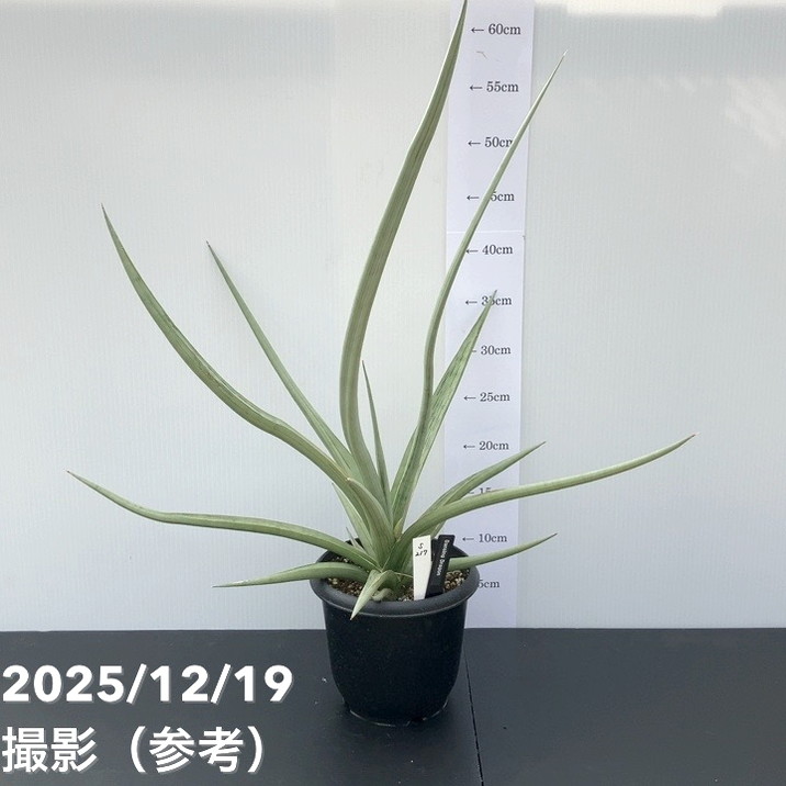 楽天市場】【現品・現物】ダシリリオン・ミキワネンシス 大株 12号 5F