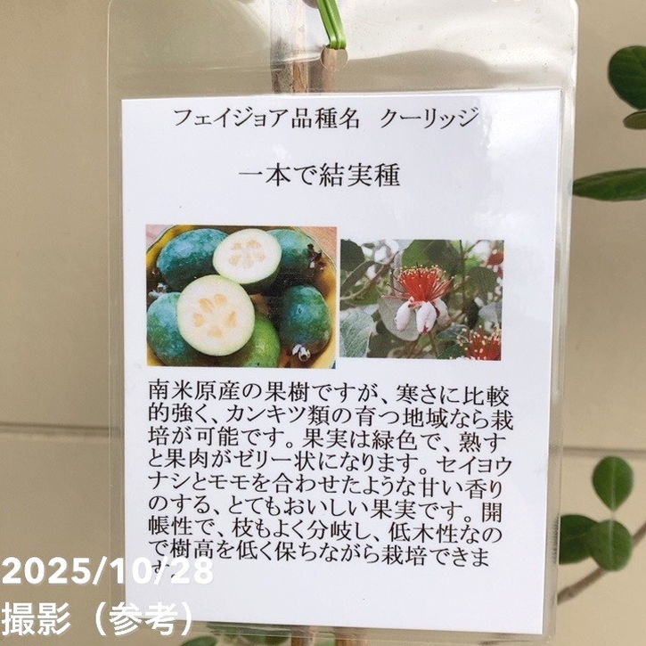 楽天市場】フェイジョア クーリッジ 8号｜s200｜果樹04-PA : 赤塚