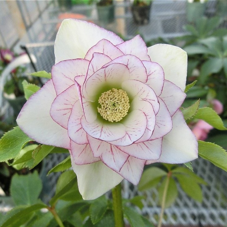 苗 クリスマスローズ 開花株」の人気商品一覧 | 安い商品を通販サイト