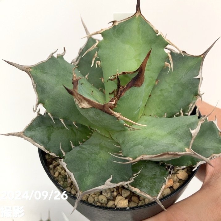楽天市場】【現品お届け】アガベ 4号 チタノタ 阿修羅 Agave titanota
