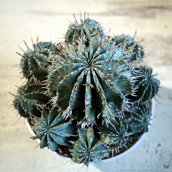 楽天市場】ホリダ ユーフォルビア horrida ゲンコツホリダ 子株 小吹き