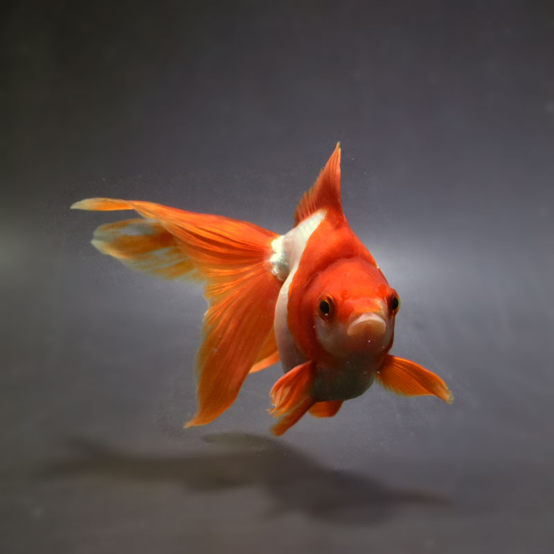 楽天市場】【金魚王子】更紗琉金 11.5cm前後 (個体番号：cde131) 金魚