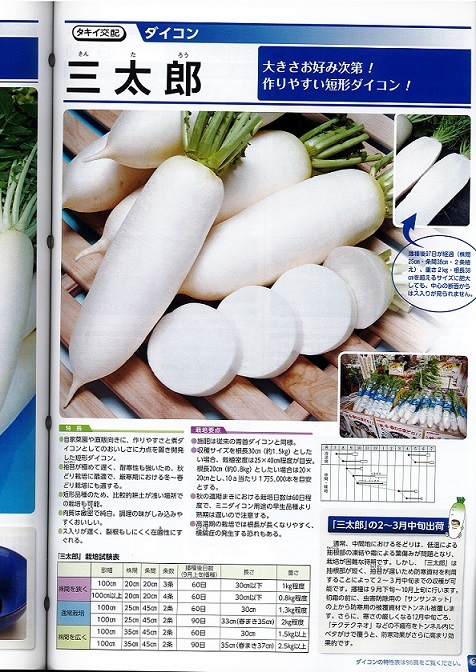 楽天市場】三太郎 大根 種 好みの大きさで収穫！秋・春まき可能 : 荒川種苗