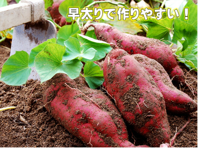 楽天市場】サツマイモ苗 紅あずま 鳴門金時 合計10本 なるよう選択し