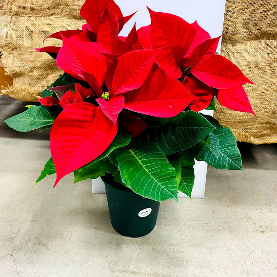 楽天市場】ポインセチア5号鉢 優良品 12月 鉢花 ボリュームあり