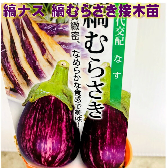 楽天市場】縞むらさきナス 接木苗 9ｾﾝﾁﾎﾟｯﾄ メーカー丸種 作りやすい