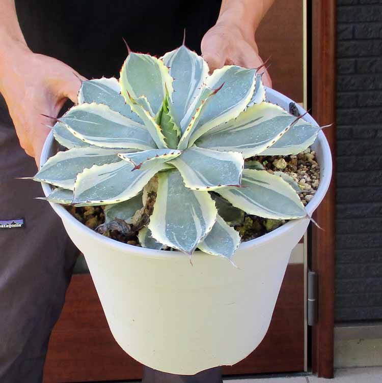 楽天市場】 アガベ : 松や植物園 楽天市場支店