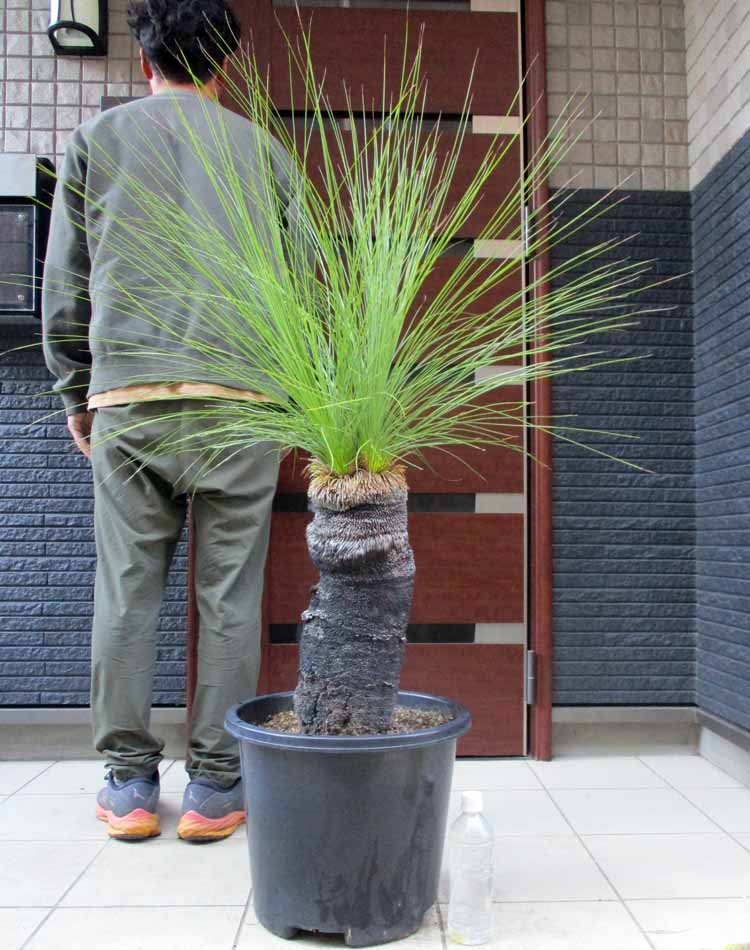 楽天市場】発根済み 幹が大変太いです【現品・現物】ダブルヘッド 通称