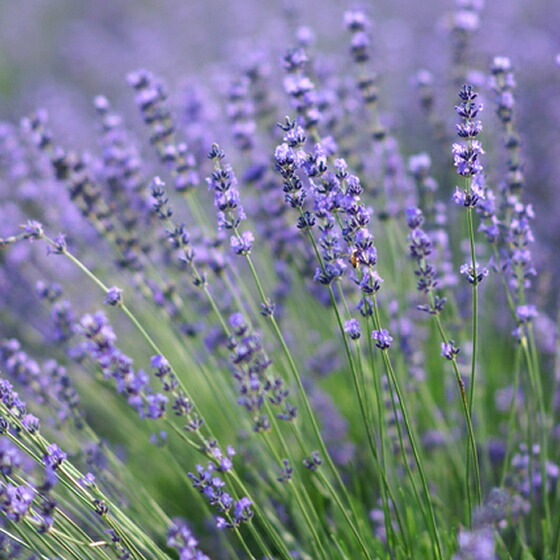 lavende07.jpg