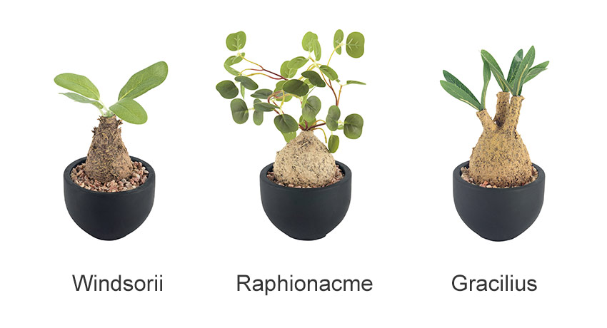 楽天市場】＼スーパーSALE／ CT触媒 コーデックスS 塊根植物 フェイク