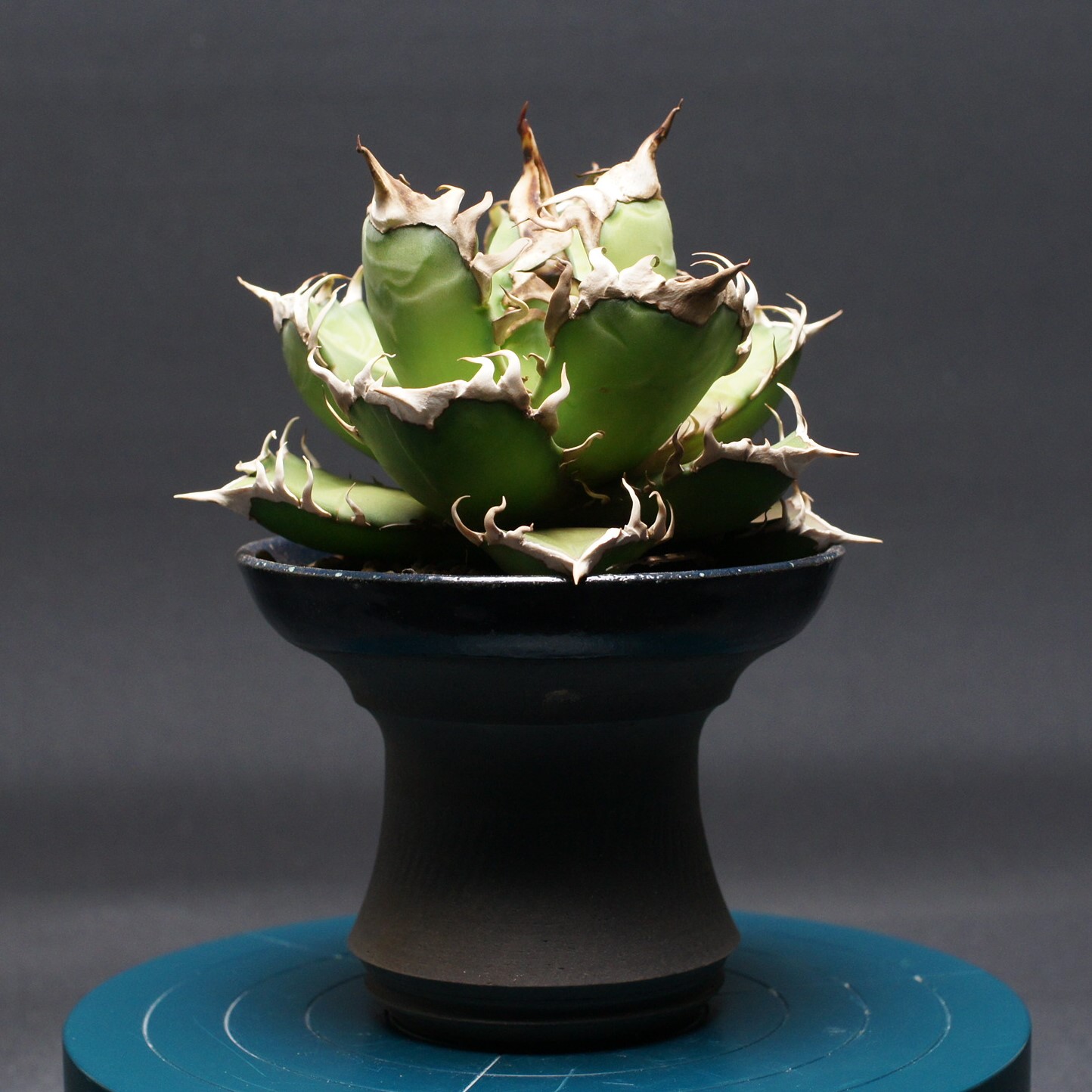 楽天市場】アガベ レッドキャットウィーズルの通販