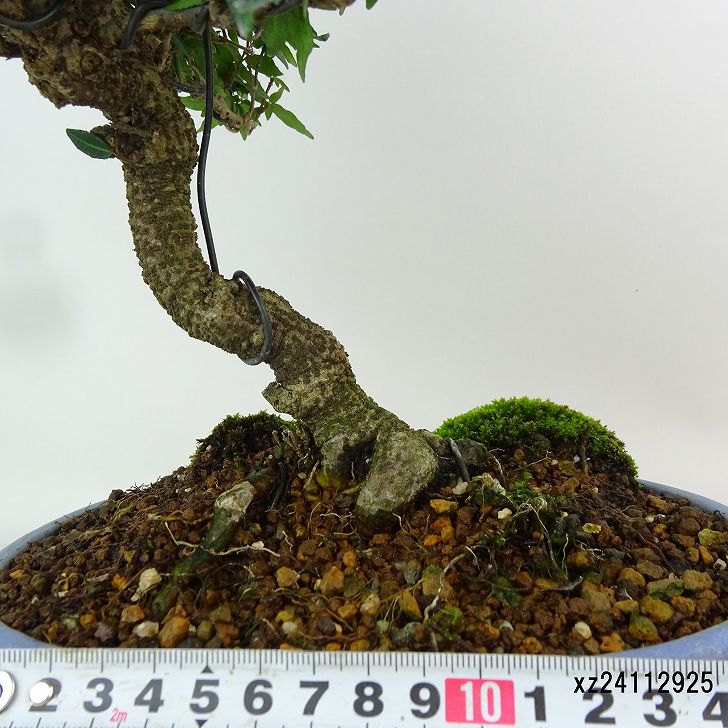 楽天市場】盆栽 縮緬葛 樹高 約27cm ちりめんかずら tirimenkazura