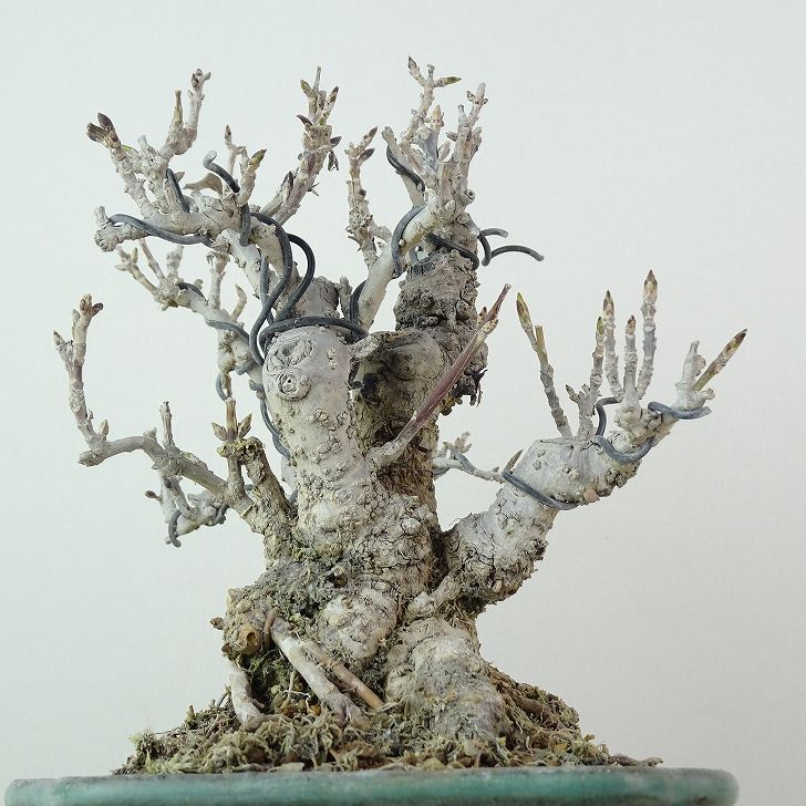 楽天市場】盆栽 連翹 樹高 約15cm れんぎょう Forsythia suspensa