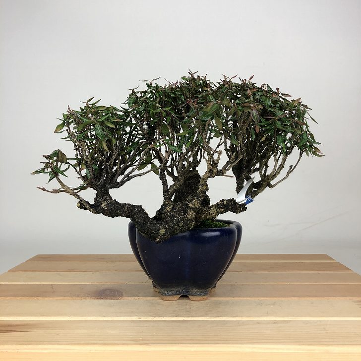 テイカカズラ」の人気商品一覧 | 安い商品を通販サイトから探す - 価格.com