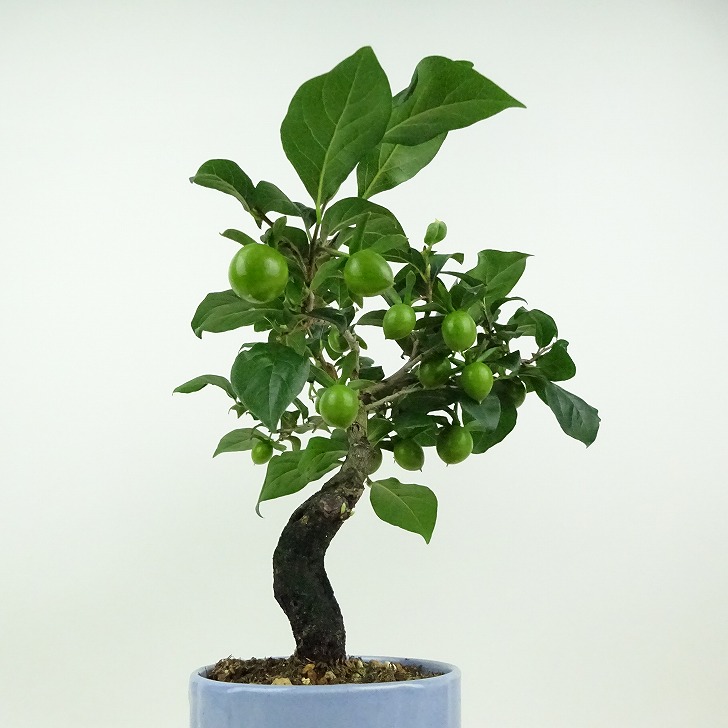 楽天市場】盆栽 老爺柿 黒衣 樹高 約22cm ろうやがき Diospyros