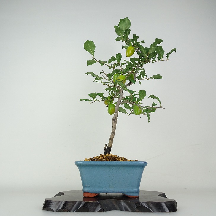 植木 盆栽 老爺柿」の人気商品一覧 | 安い商品を通販サイトから探す