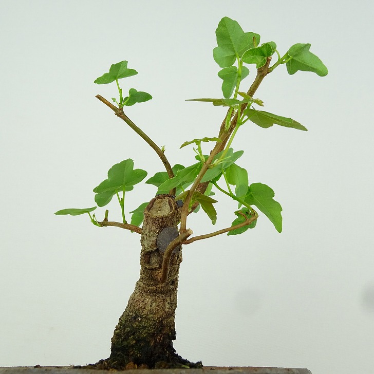 楽天市場】盆栽 楓 宮様楓 樹高 約13cm かえで Acer カエデ 紅葉