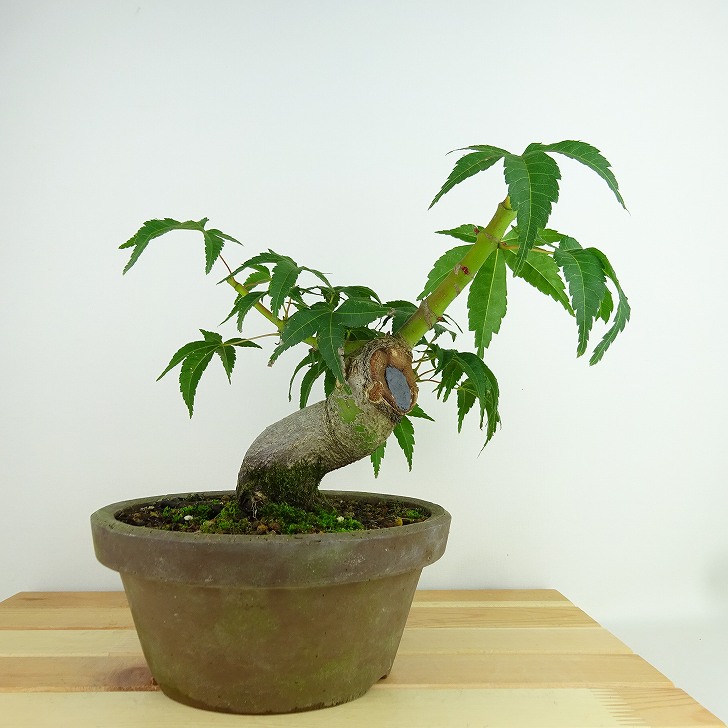 楽天市場】盆栽 紅葉 清玄 樹高 約18cm もみじ Acer palmatum モミジ