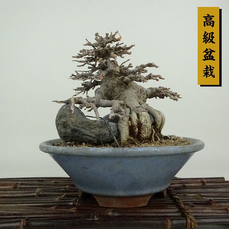 盆栽 石 付き」の人気商品一覧 | 安い商品を通販サイトから探す - 価格.com