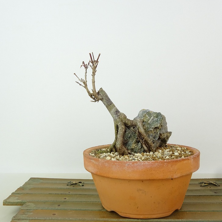 楽天市場】盆栽 楓 樹高 約11cm かえで Acer カエデ 石付き 紅葉