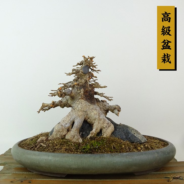 盆栽 石 付き」の人気商品一覧 | 安い商品を通販サイトから探す - 価格.com