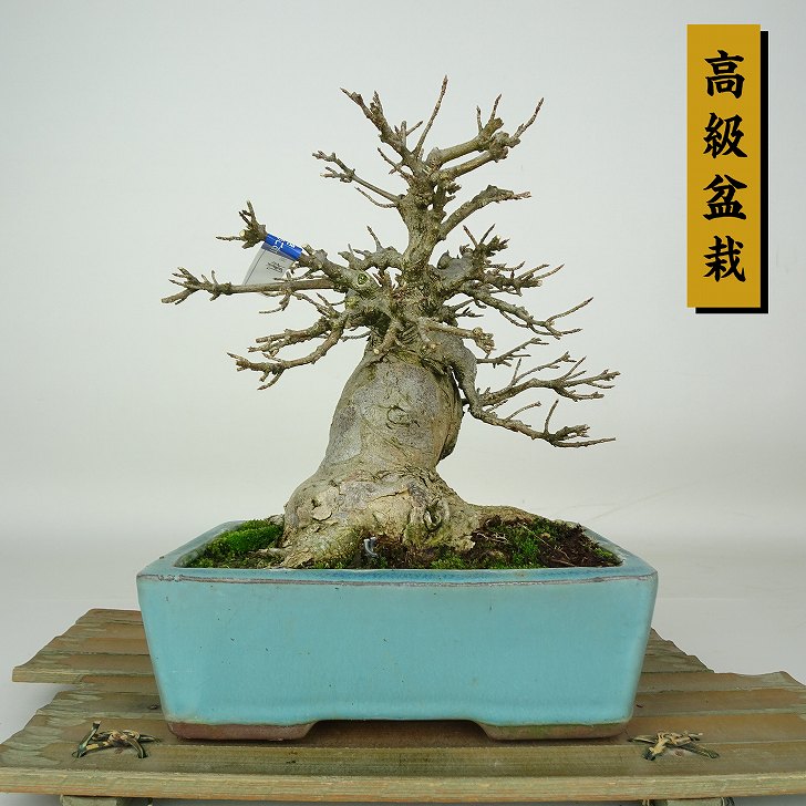 カエデ 盆栽 楓」の人気商品一覧 | 安い商品を通販サイトから探す