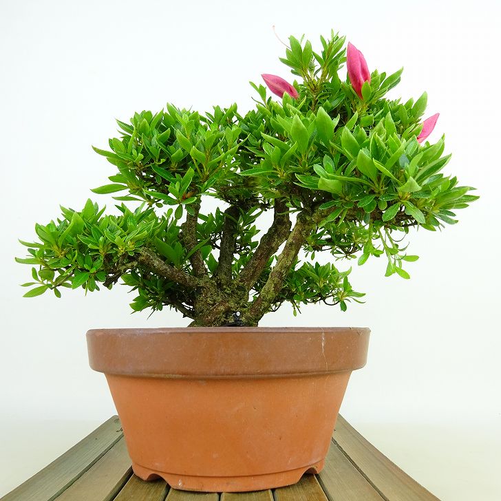 楽天市場】盆栽 皐月 明美の月 樹高 約16cm さつき Rhododendron