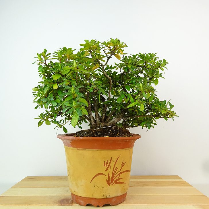 楽天市場】盆栽 皐月 浮雲の月 樹高 約19cm さつき Rhododendron